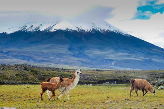 Cotopaxi vu de Lasso dans les Andes en Équateur