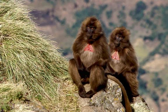 Rencontre avec un duo de babouins Gelada dans le Simiens