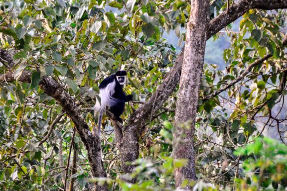 Découverte d'un singe colobe dans la région du Rift