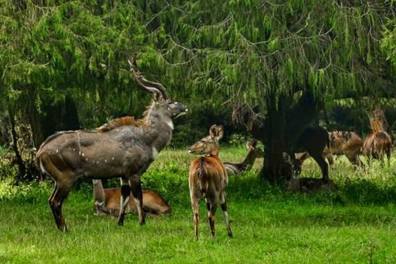 Randonnée avec un troupeau de Nyala de montagne dans le massif du Balé