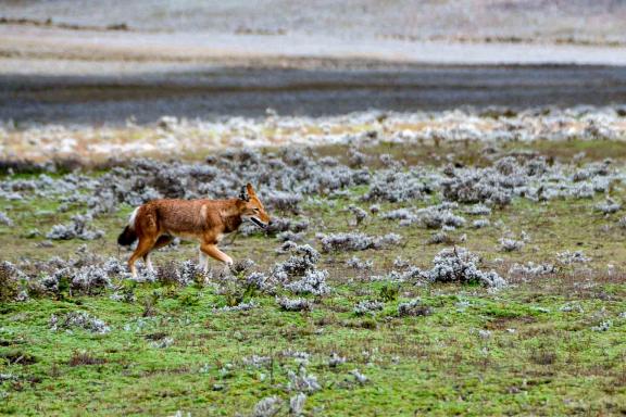 Exploration avec un loup roux du Simiens dans les sentiers du Balé