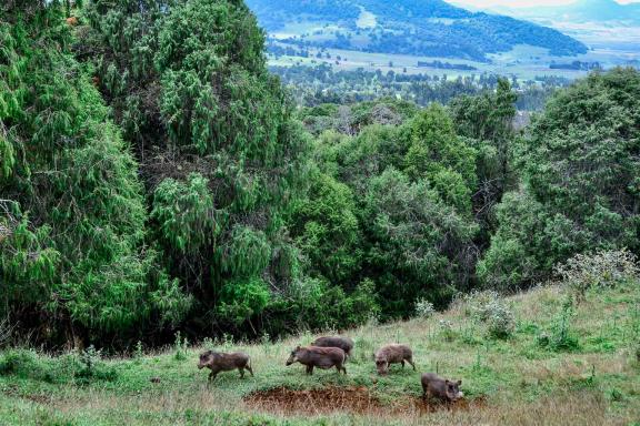 Aventure avec les phacochères du Balé près de Dinsho