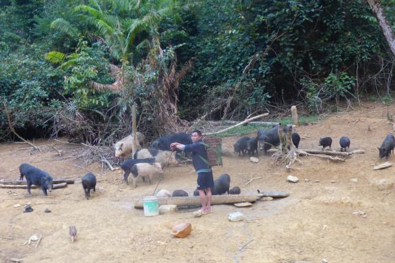 Découverte du nourissage des cochons hors du village katu de Lang Aur