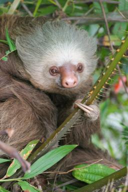 Observation des paresseux au Costa Rica