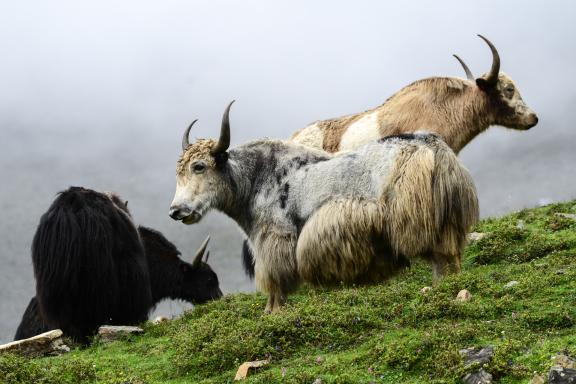 Grande caravane du Dolpo, du lac Rara à Jomosom au Népal