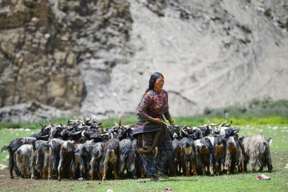 Grande caravane du Dolpo, du lac Rara à Jomosom au Népal