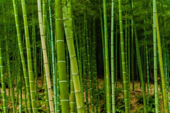 Marche dans la forêt de bambou de Sagano dans le quartier de Arashiyama à Kyoto au Japon