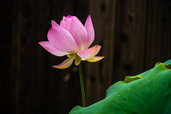 Fleur de lotus à Fushima Inara Taisha dans la ville de Kyoto au Japon