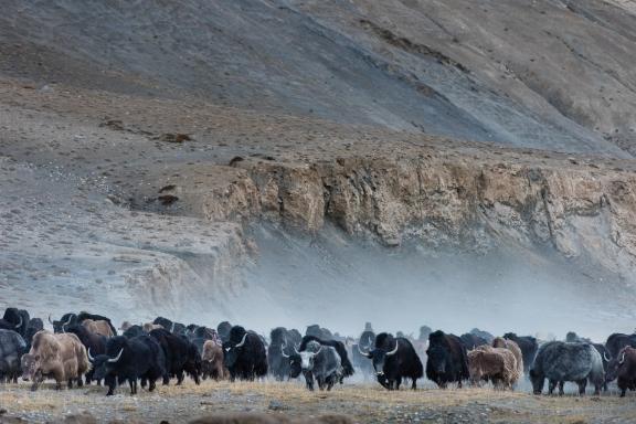 Yacks et nomades du Rupshu Changtang au Ladakh en Inde