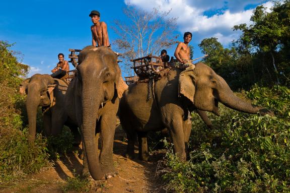 Trek vers les éléphants au travail dans les collines du Mondolkiri