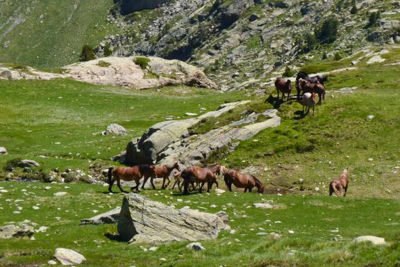 Trek près de chevaux dans les Pyrénées