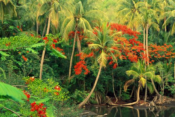 balade dans les jardins de  Guadeloupe