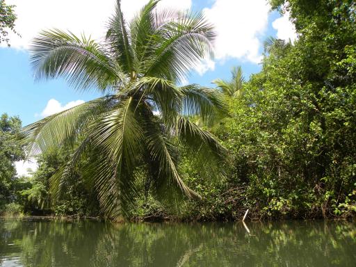 excursion à la mangrove en Guadeloupe