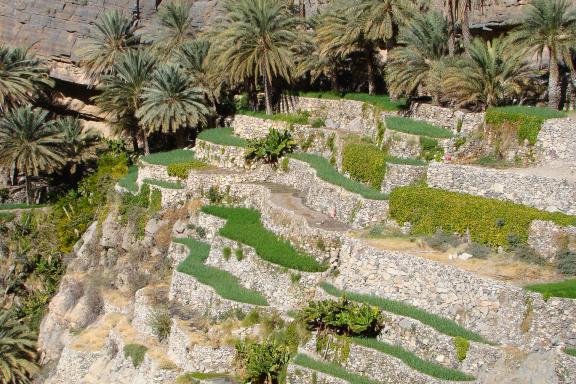 Randonnée au mileu des cultures en terrasse dans le Jebel Hajjar