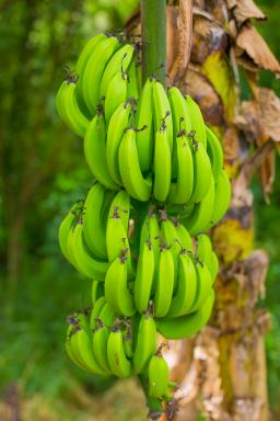 découverte culture de Guadeloupe - Bananier
