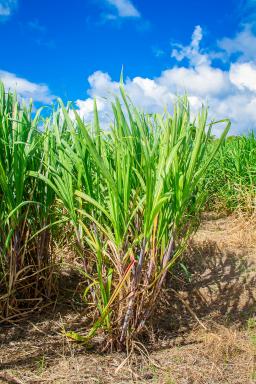 Plantation canne à sucre Marie Galante