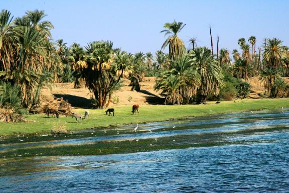 Contemplation des berges du Nil en Haute Égypte