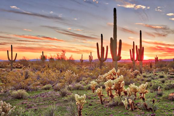Randonnées dans les déserts de cactus aux États-Unis