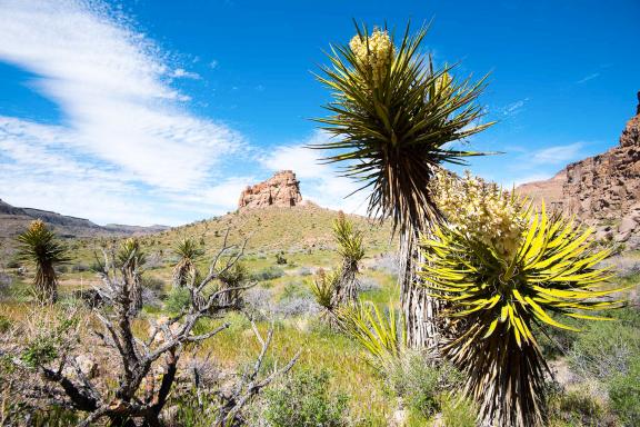 Découverte du printemps du désert au États-Unis