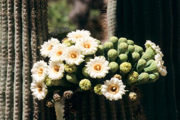 Trekking à la découverte des cactus en fleurs aux Ètats-Unis