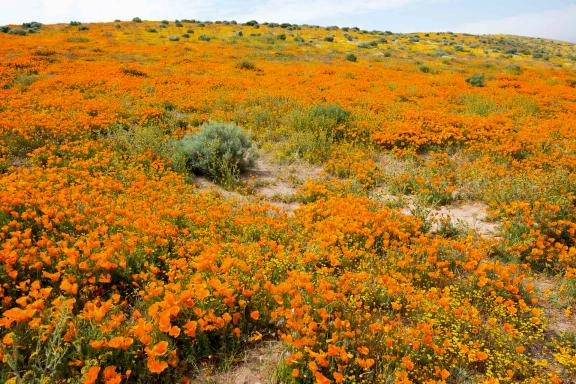 Découverte des champs en fleurs aux États-Unis