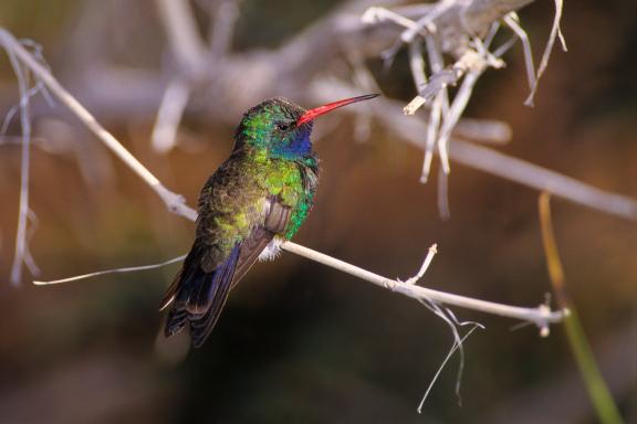 Voyage découverte des colibris circés aux États-Unis