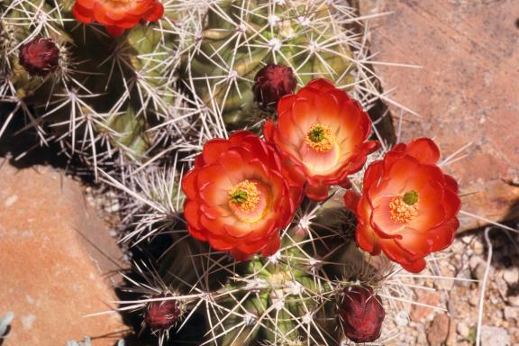 Randonnée dans le désert à la découverte des fleurs rouges éclatantes aux États-Unis