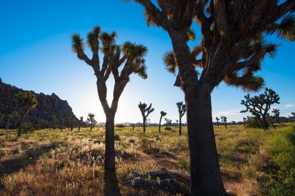 Découverte du désert de Mojave et floraison aux États-Unis