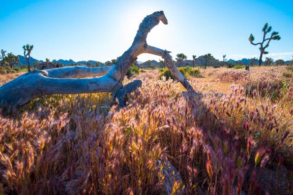 Découverte des paysages en fleurs aux États-Unis