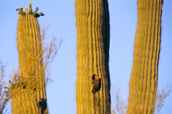 Randonnées à la découverte des cactus et des pics des Saguaros aux États-Unis