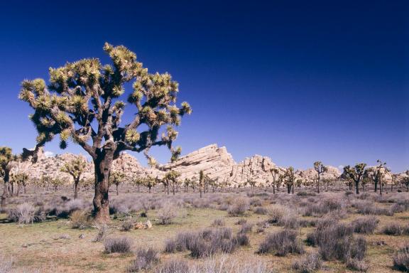 Trekking dans le désert de Mojave aux États-Unis