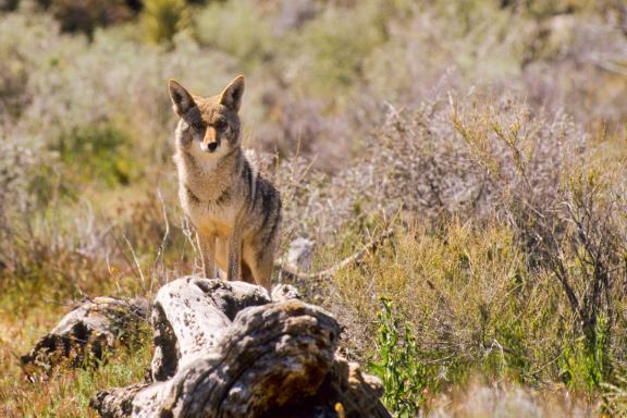 Découverte des coyottes dans le désert aux États-Unis