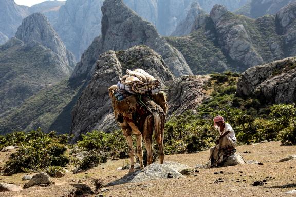 Randonnée chamelière dans le massif des Haggier à Socotra