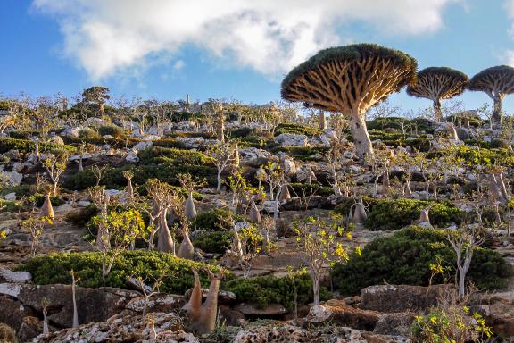 Trek dans un paysage d'adenium et dragonniers sur le plateau de Dixham