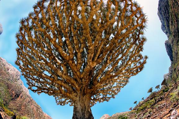 Découverte du Dracaena cinnabari endémique à Socotra