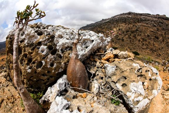 Marche vers l'Adenium socotranum à Socotra