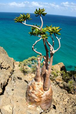 Découverte de l'Adenium obesum près de Homlil