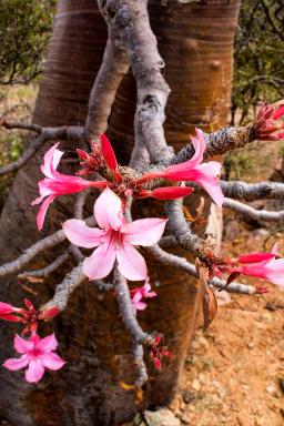 Comtemplation de la floraison d'Adenium à Socotra