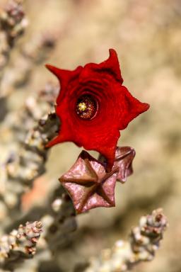 Balade et découverte de la fleur de Carallum socotrana à Socotra