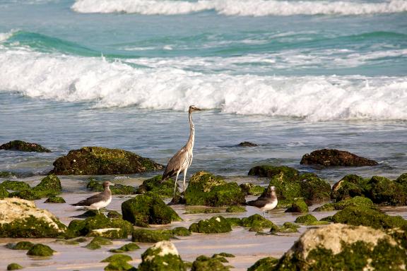 Randonnée vers la pointe est de l'île de Socotra