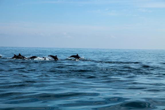 Navigation avec les dauphins de l'Océan indien à Socotra