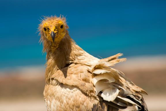 Comtemplation du vautour égyptien de Socotra