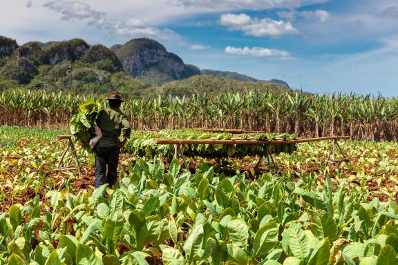 Visite culturelle à Vinales à Cuba