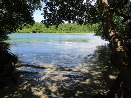 Excursion en mer les fonds blancs en Martinique