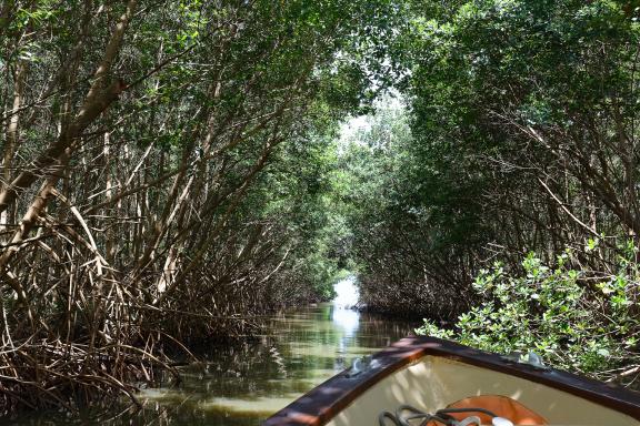 Excursion dans la mangrove en Martinique