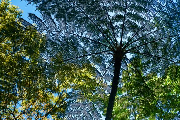 Randonnée en forêt tropicale en Martinique