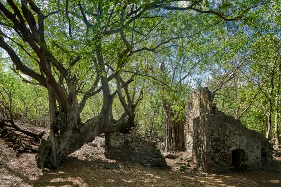 Excursion aux Ilets du Robert en Martinique