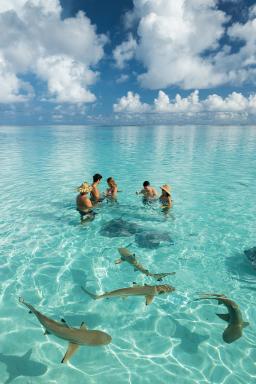 Activité requins citron et raies pastenagues à Moorea