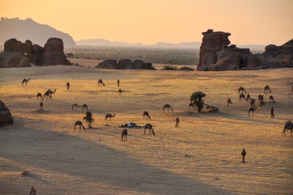 Trek dans une plaine avec des chameaux dans l'Ennedi