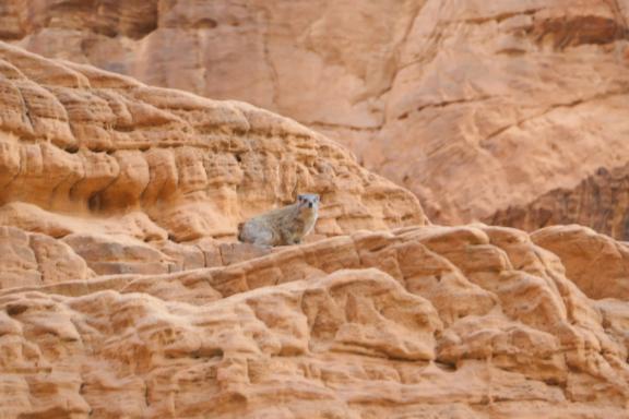 Voyage avec un daman des rochers dans l'Ennedi